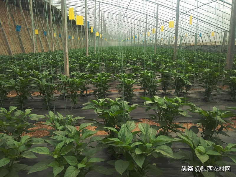 农药残留源头管控,合理使用农药倡导绿色防控