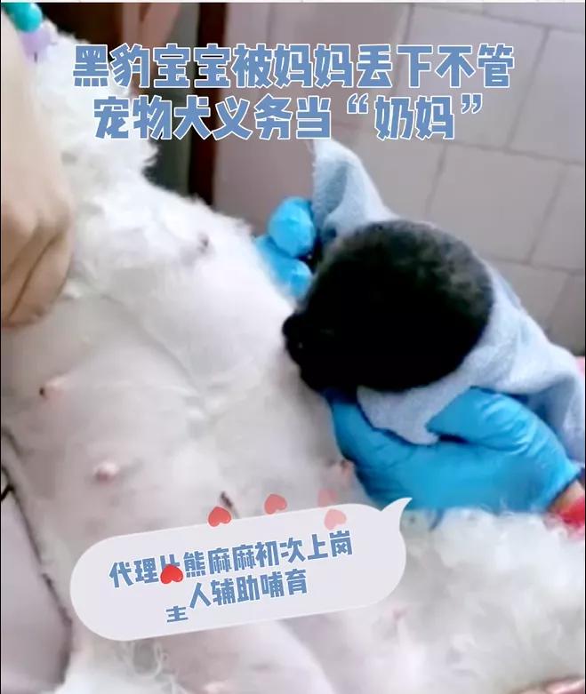 跨越种族的母爱小狗和小猫,跨越种族的母爱狗狗救小猫