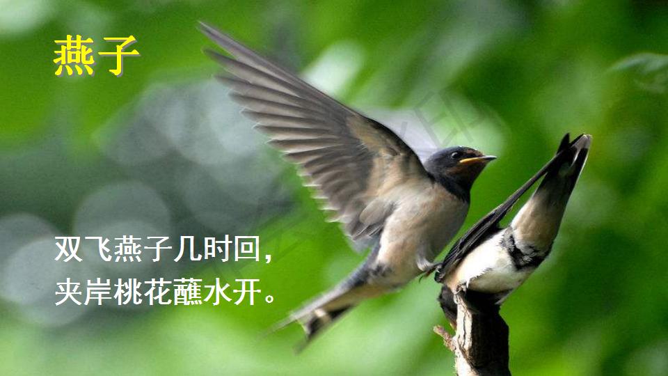 部编版父亲和鸟课件,父亲树林和鸟ppt教材解析