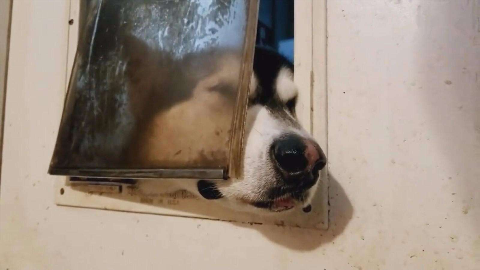 狗窝的腥臭味如何去除,狗窝特别臭怎么办