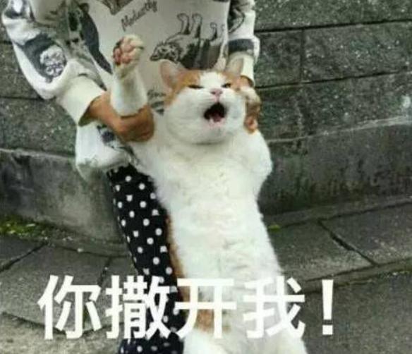 猫咪清凉一夏剃毛视频,夏季猫咪养护方法有哪些