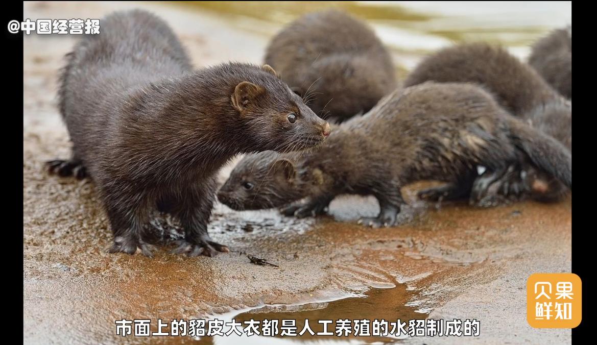 快手卖貂为啥那么便宜,快手卖貂一百二百的是真的吗