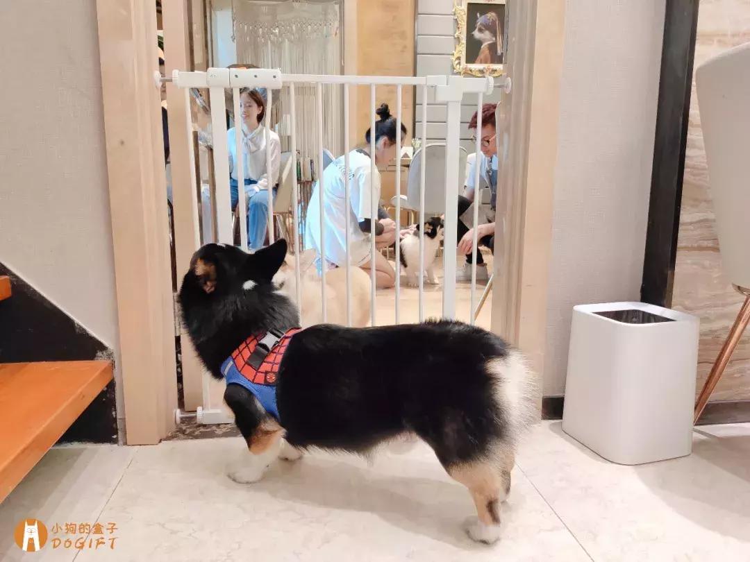 马克深圳最秀狗咖