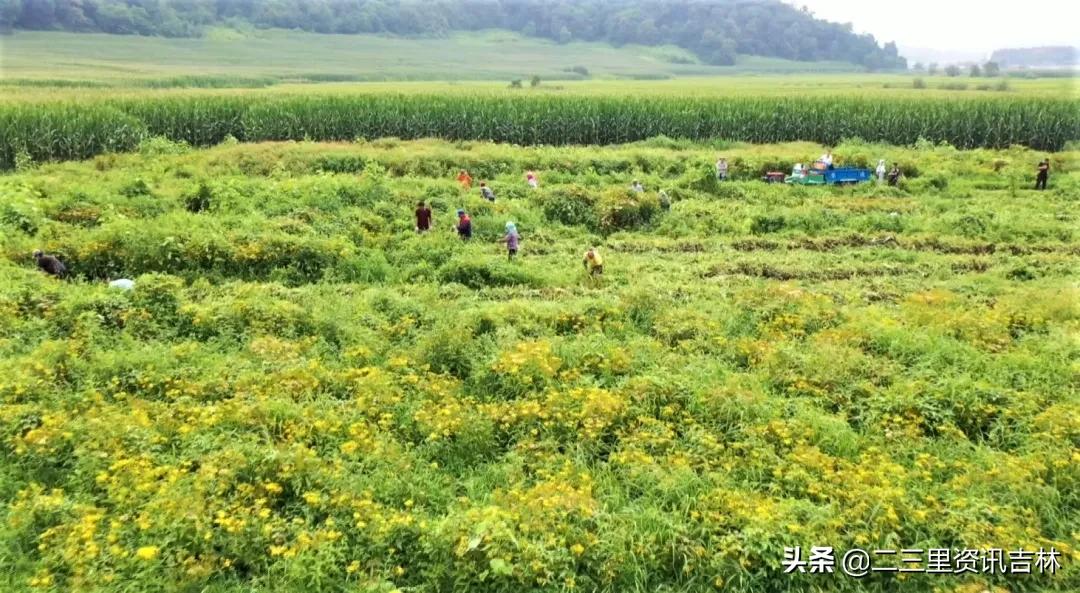 松山镇东北岔村：发展中药材特色产业助力农民增收致富
