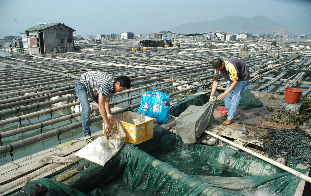 渔民捕到人工放流大黄鱼,渔民捕获1条4.8斤大黄鱼