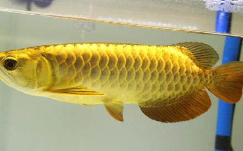 金龙鱼养殖技术和注意事项,新手养金龙鱼要注意什么
