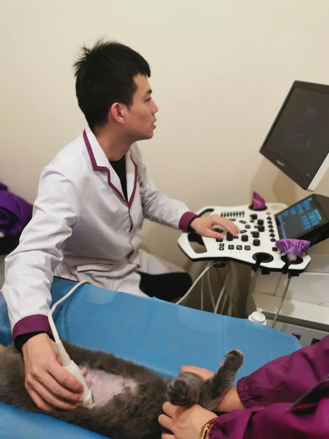 瀹犵埍鍥介檯鍔ㄧ墿鍖婚櫌闄㈣,瀹犵埍鍥介檯鍔ㄧ墿鍖婚櫌浣撳唴椹辫櫕