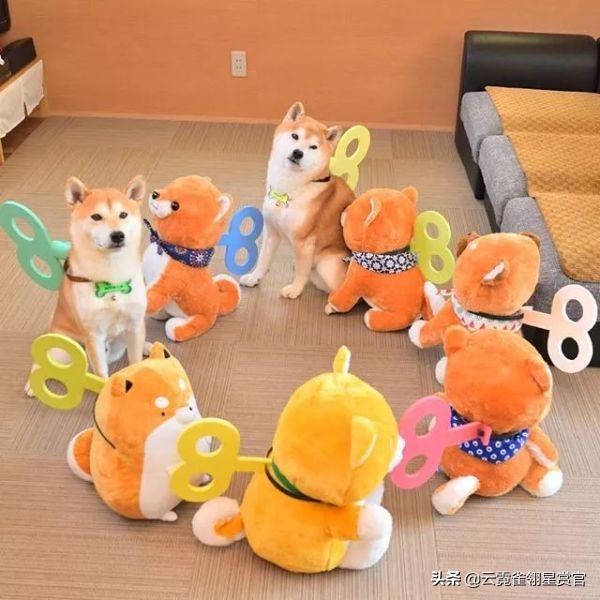 把柴犬放在一堆柴犬玩偶里,日本两只柴犬