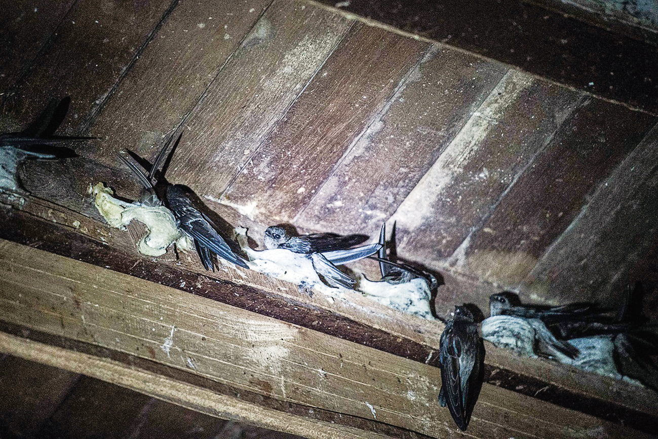 都是燕窝惹的祸?爪哇金丝燕:飞得快不如被团灭快