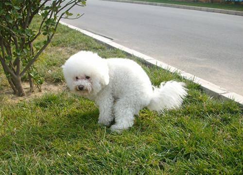 养狗比熊为什么不好,养狗十个忠告