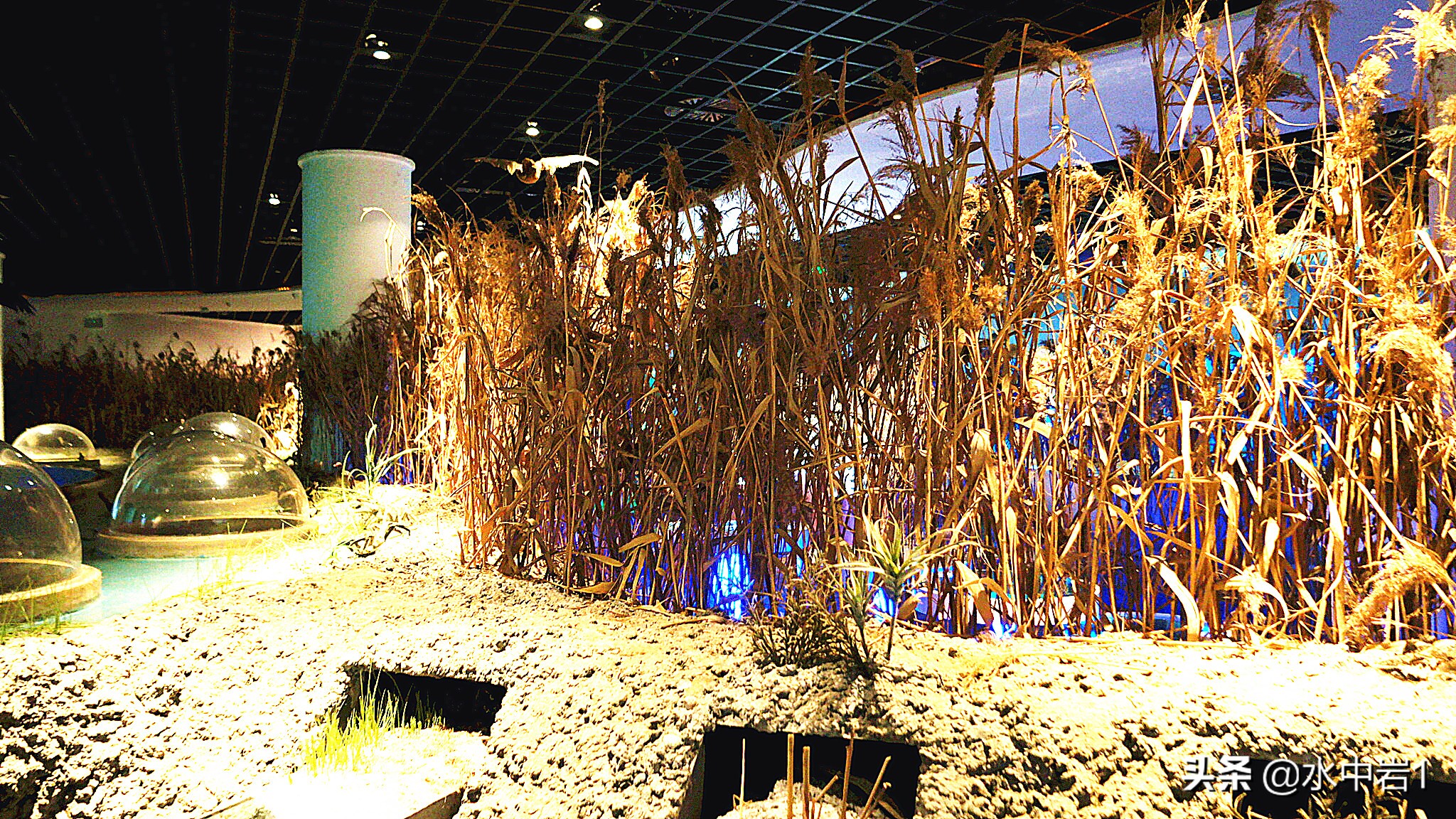 长江流域湿地生态环境保护,长江流域环境保护成果