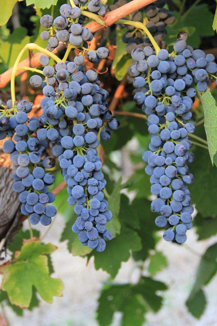 漂亮好吃的葡萄品种有哪些,世界十大顶级葡萄品种