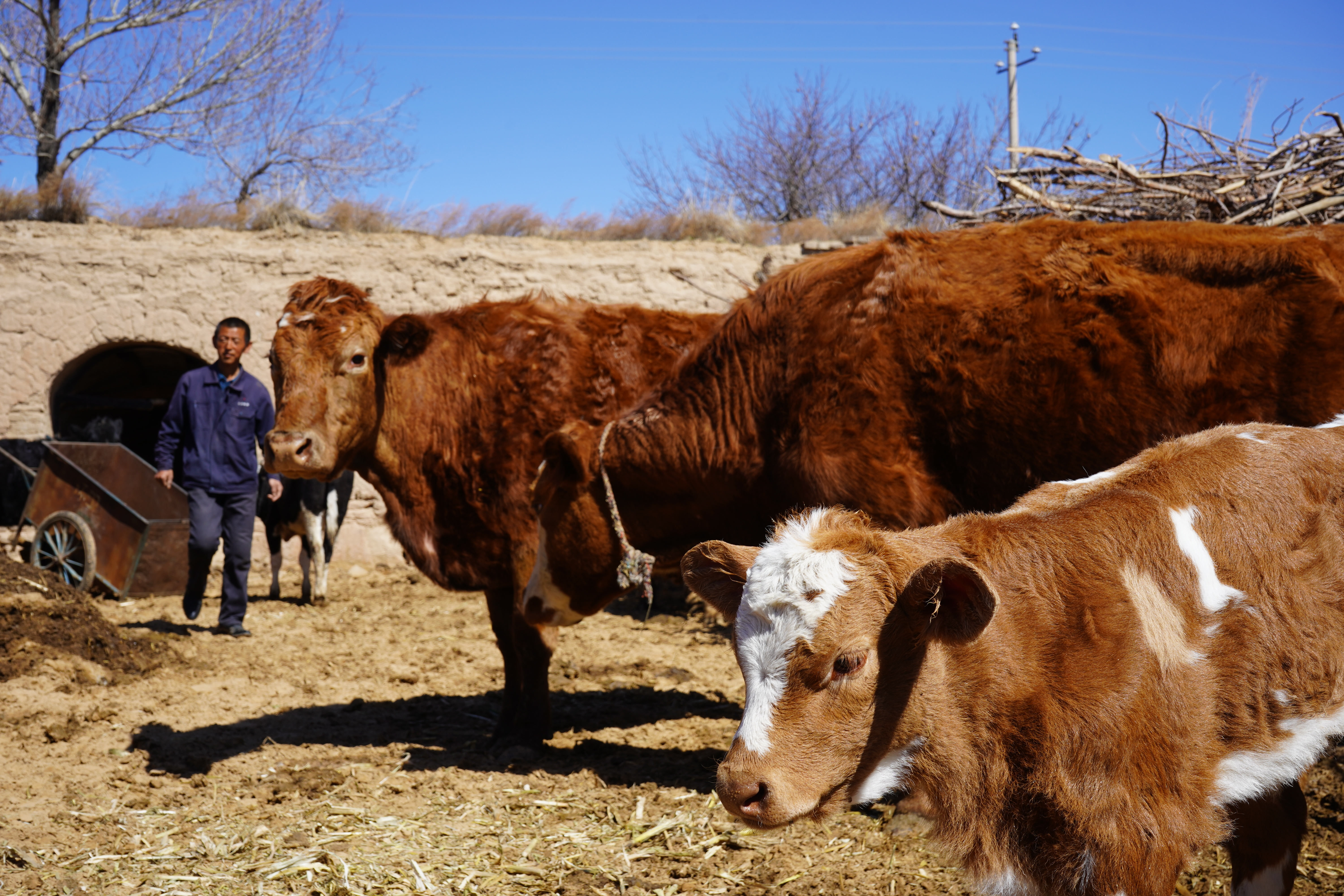 贫困户通过养牛发家致富,脱贫故事贫困户老张的养牛致富经