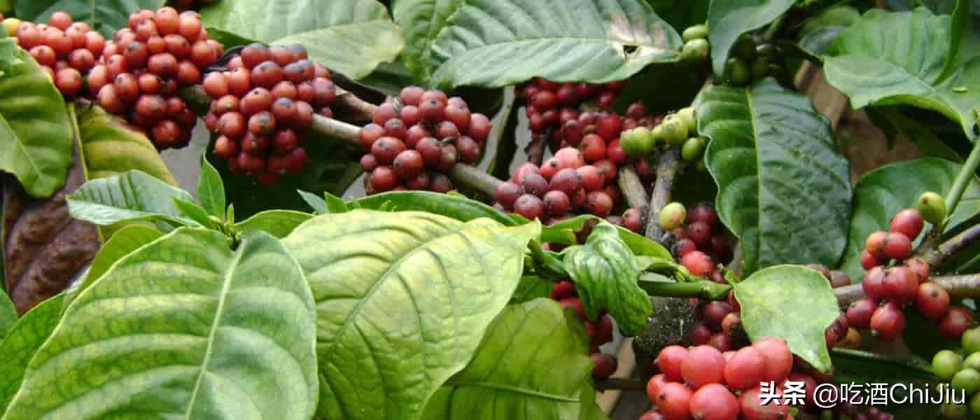 猫屎咖啡是世界上最昂贵的咖啡,比猫屎咖啡更贵的咖啡