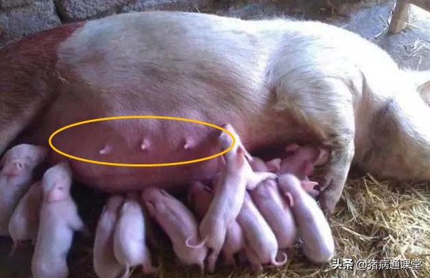 母猪产三只后下两个胎衣怎么办,母猪下崽后胎衣迟迟不下怎么办