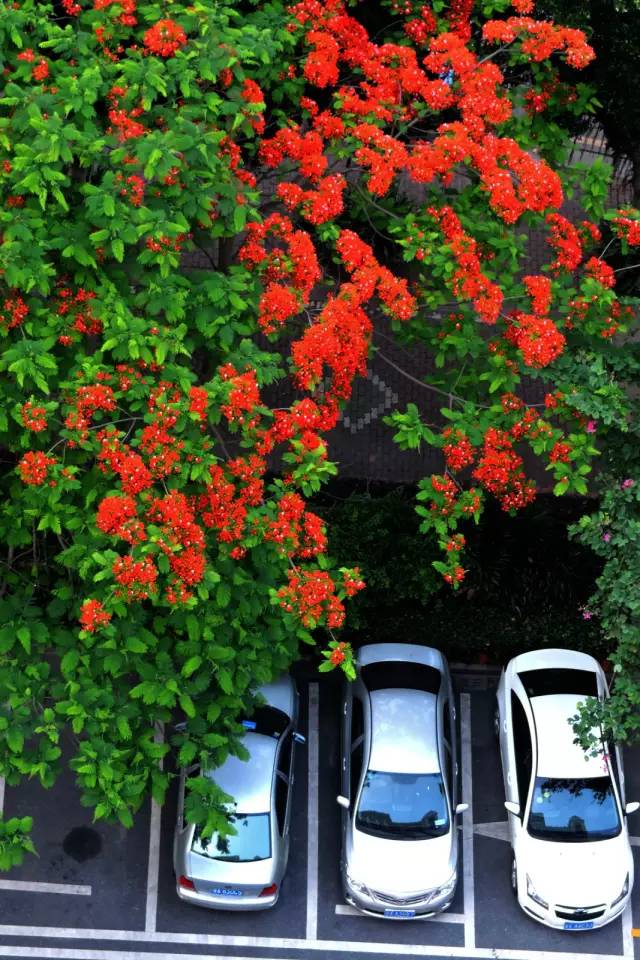 毕业季的凤凰花和栀子花,毕业季凤凰花开的时候