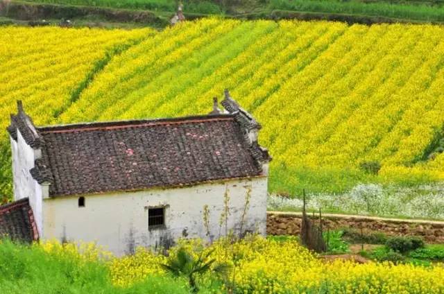 戴口罩的冬天太漫长，差点忘了中国的春天有多美