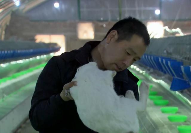 90后回家创业肉兔养殖,00后在农村创业养殖兔业