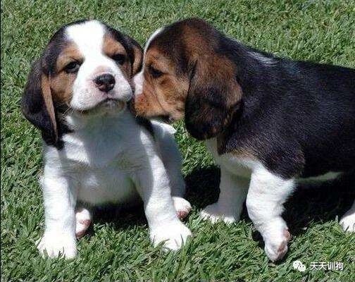 小狗喂什么能养好,养好一只小狗的条件