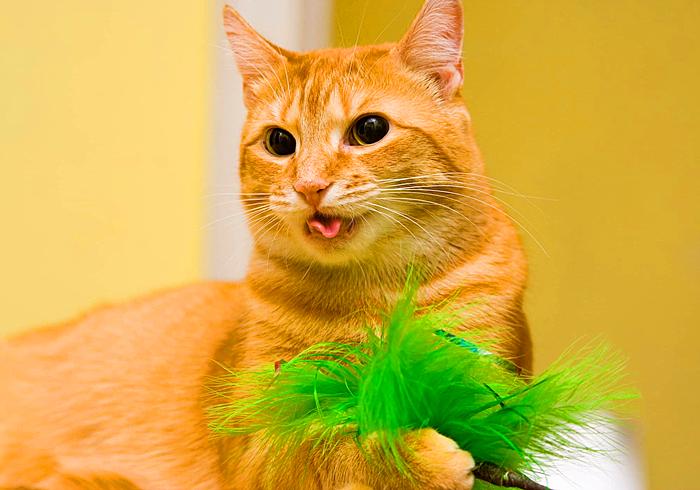 猫咪感冒咳嗽和猫鼻支区别,猫咪咳嗽也是因为猫鼻支吗