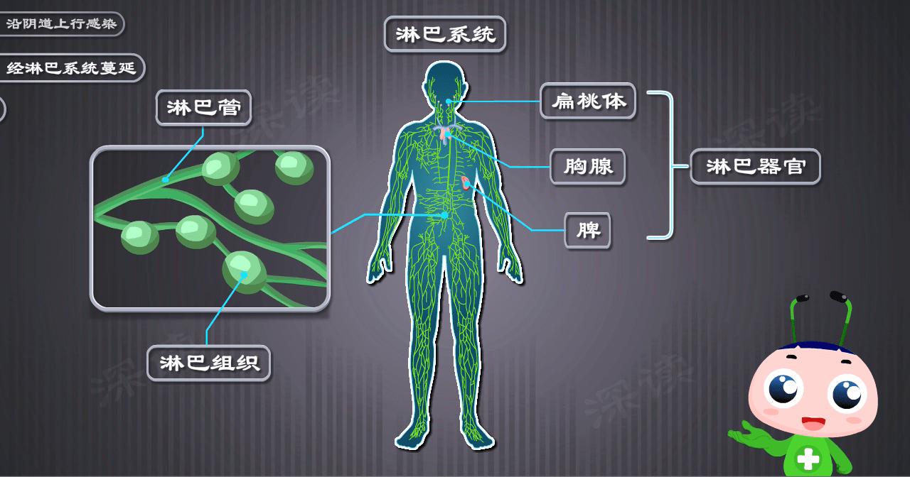 附件炎怎么造成的,人流后附件炎