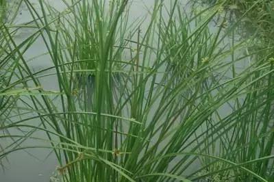 田里长草细看不是草,田间杂草的识别图片