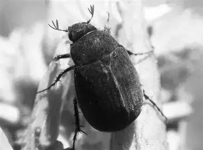 防治蔬菜地下害虫的无公害农药,蔬菜害虫种类及防治ppt