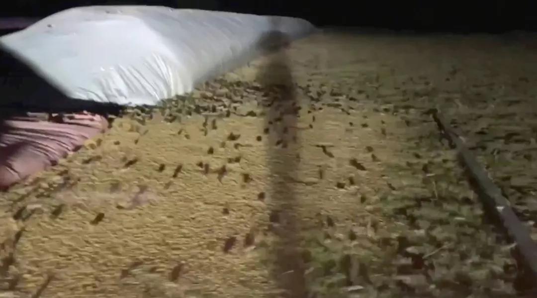 澳大利亚鼠灾事件视频,澳大利亚鼠灾真实事件