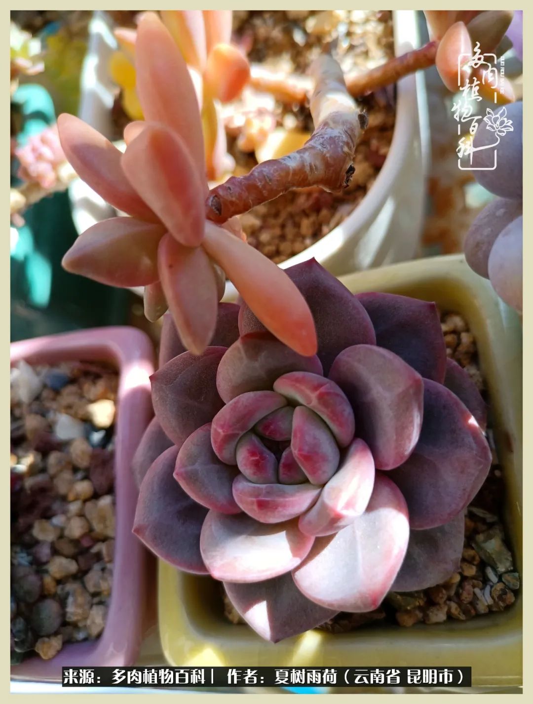 自从养了多肉有了窗台想要个阳台,养多肉10年多