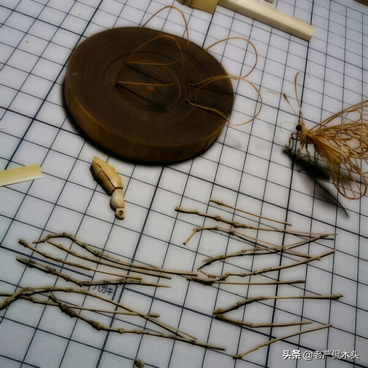 昆虫标本树脂竹节虫,昆虫标本制作竹节虫