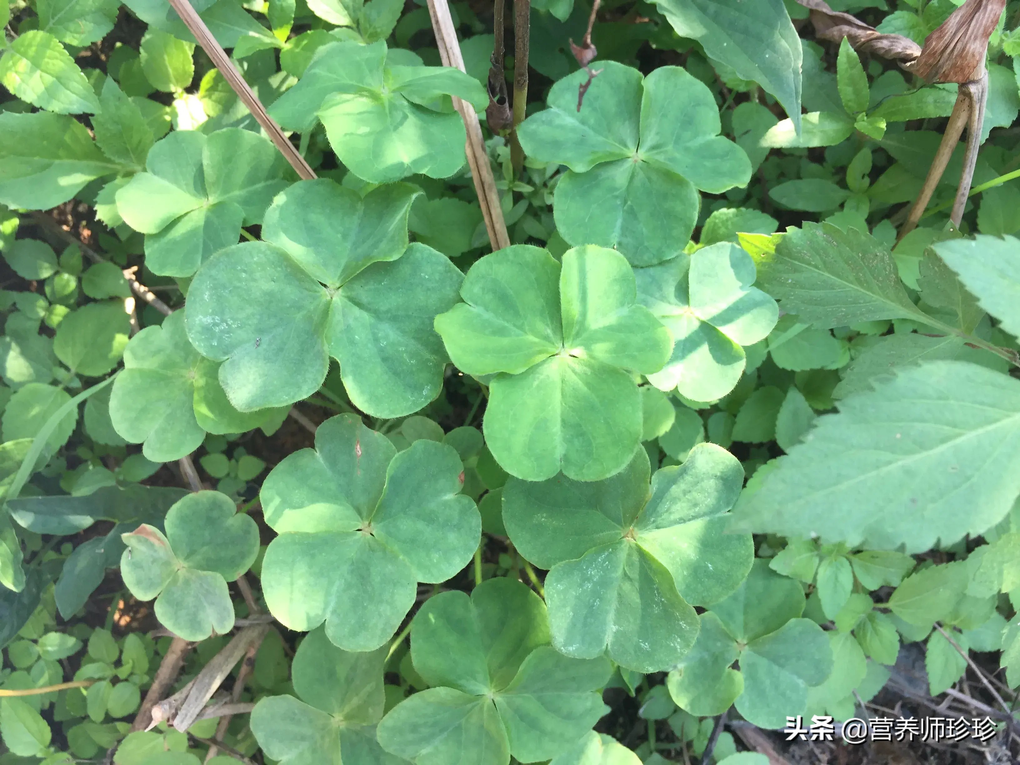 农村这野菜被称土人参,农村常见一种草价值珍贵