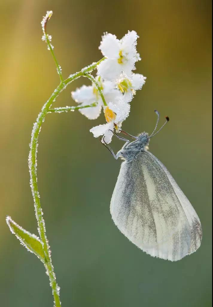 这4种花卉很漂亮花量大观赏度高,20种漂亮花好看不好养