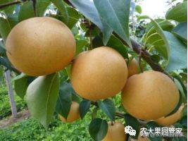 种植新品种果树苗一手货源,各种新品种果树苗木一手货源