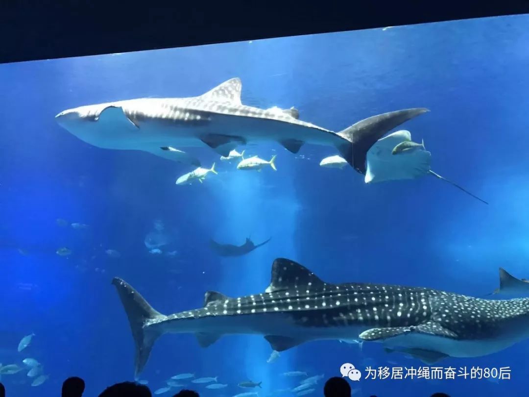 12月份冲绳攻略,移居冲绳条件