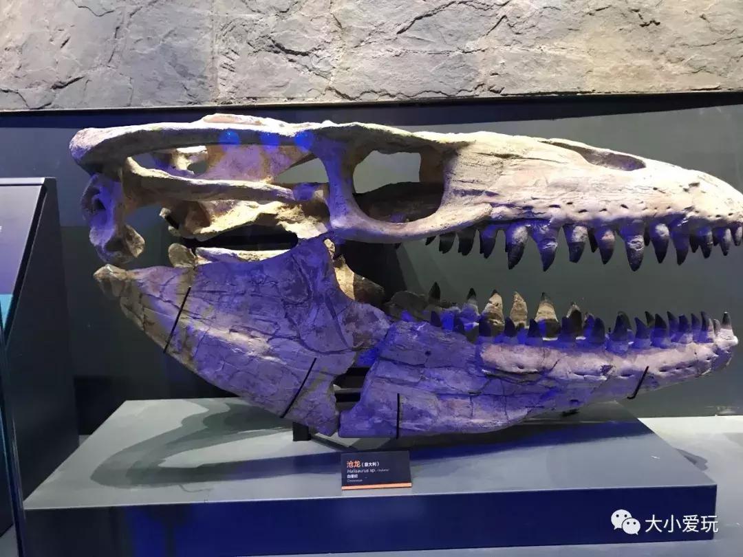 开放首日实探国家海洋博物馆，史上最抢手博物馆究竟长什么样
