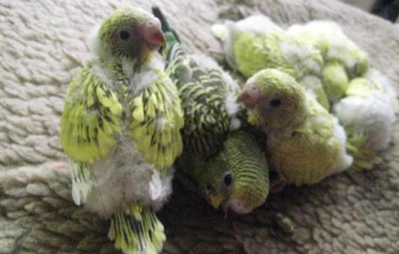 虎皮鹦鹉吃什么对羽毛好,虎皮鹦鹉吃什么食物