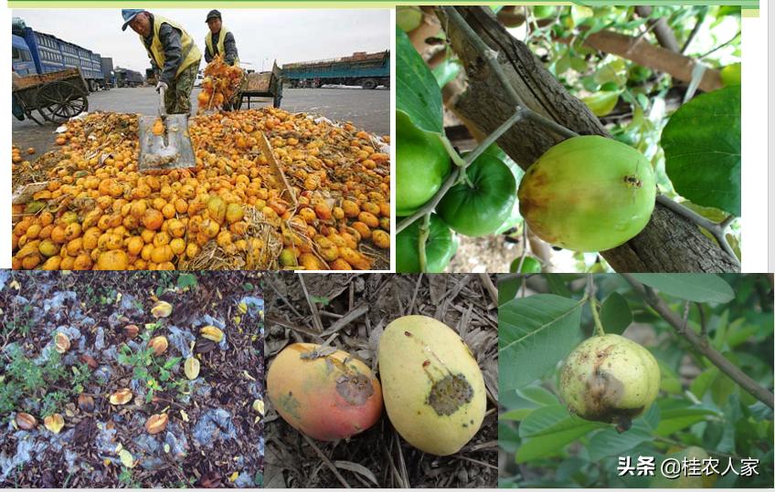 蜂糖李如何防治果实蝇效果最好,北方果蔬大棚樱桃果实蝇防治技术