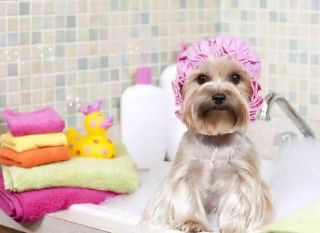 为什么狗狗一到宠物店就老实,宠物店遇到不听话的狗会打吗