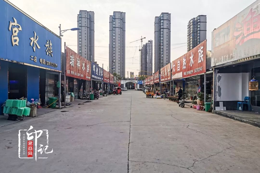 商丘道北花鸟批发市场,商丘花鸟宠物市场