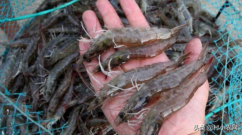 适合农村创业的十大养殖创业项目,返乡创业养殖有哪些扶持政策