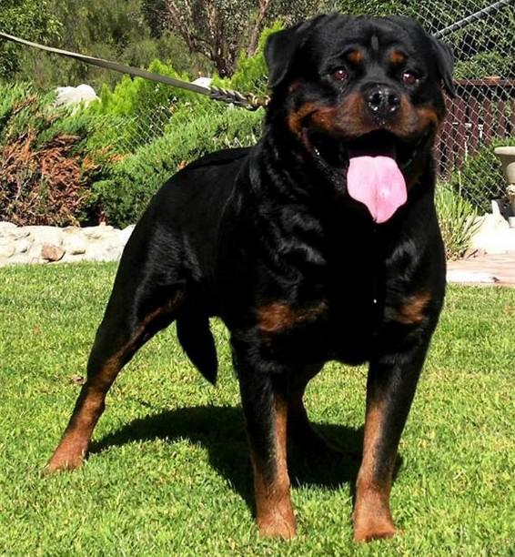 全世界100种名贵狗,世界上46多种名狗图文说明