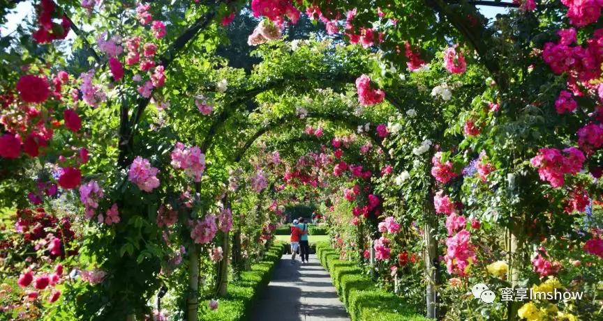 走进爱丽丝梦游仙境,爱丽丝梦游仙境绝美森林