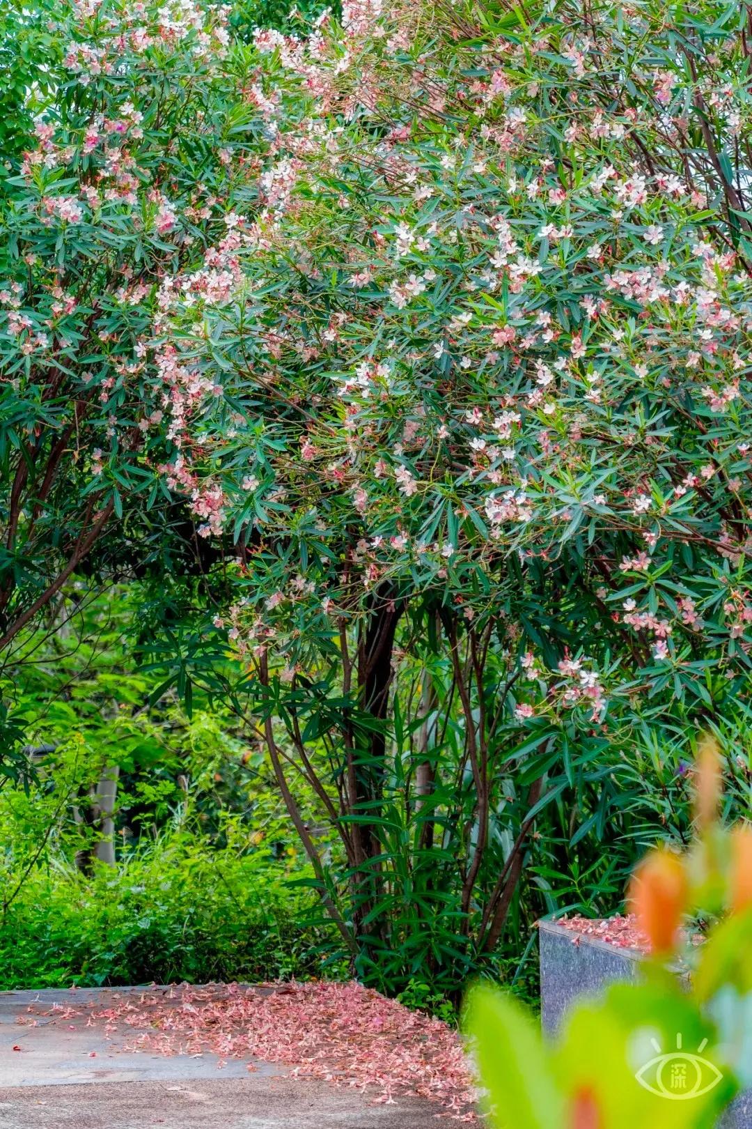 深圳这10条绿道你去过没,深圳十大绿道排行榜