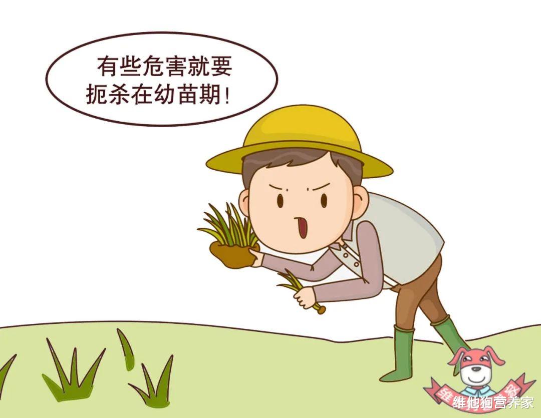 0脂肪0热量代餐零食零糖,0糖0脂肪健康代餐