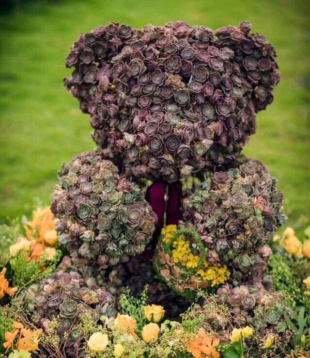 推荐几个玫瑰形的多肉植物,最像玫瑰花的8款多肉