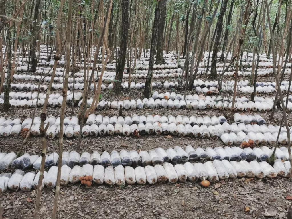 平菇种植方法及配料,平菇的种植技术与配料方法