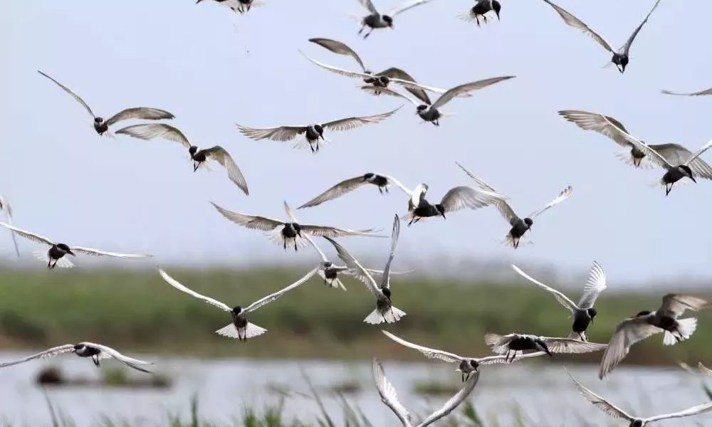 手工恐龙纸箱制作方法简单视频,抖音恐龙纸箱diy手工