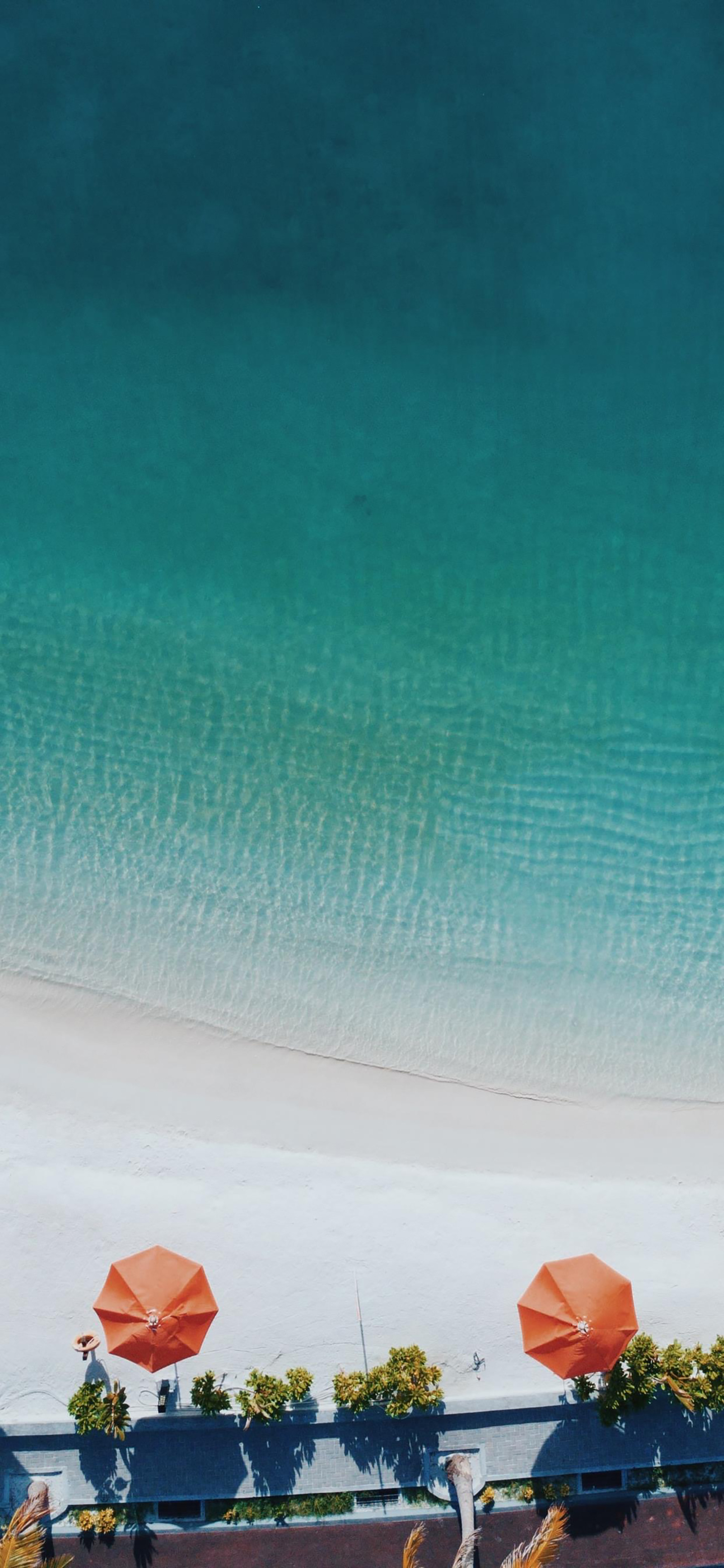 蓝天大海沙滩椰树图片高清壁纸,太阳蓝天大海海鸥的壁纸