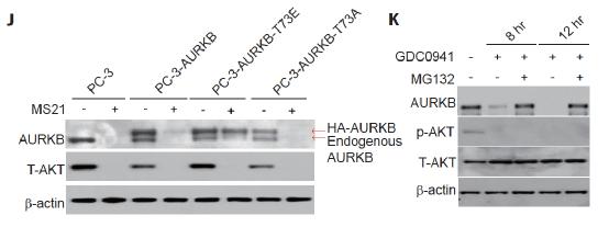 靶向治疗能杀死扩散的癌细胞吗,akt在癌症中的作用