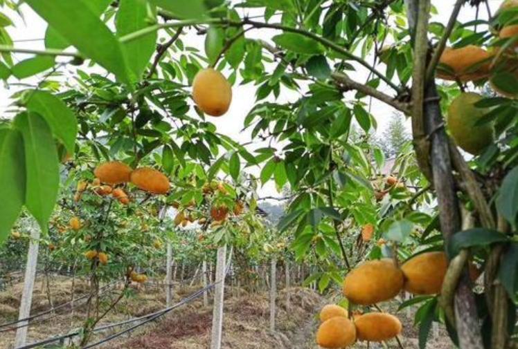 在农村种这三类野菜不愁销路,农村这3种不起眼的野草